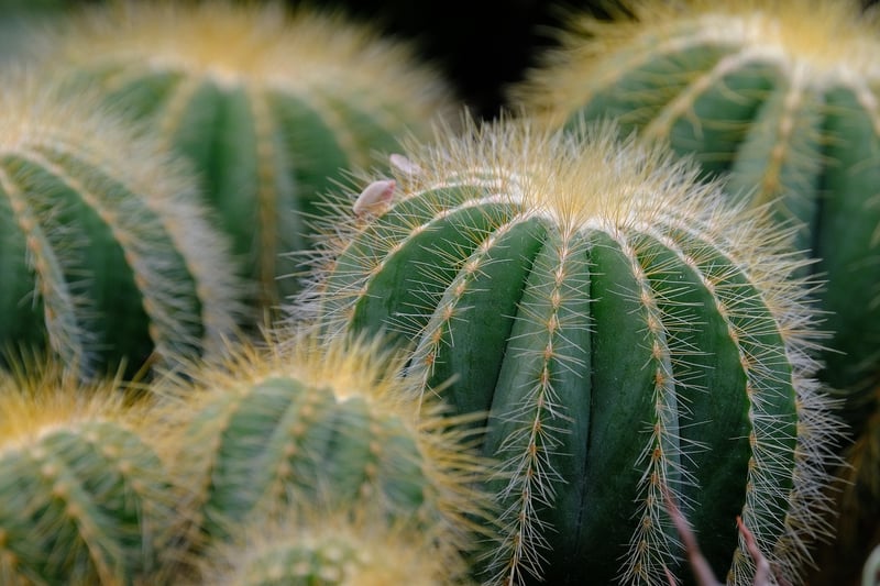 Hanging Succulent Plant